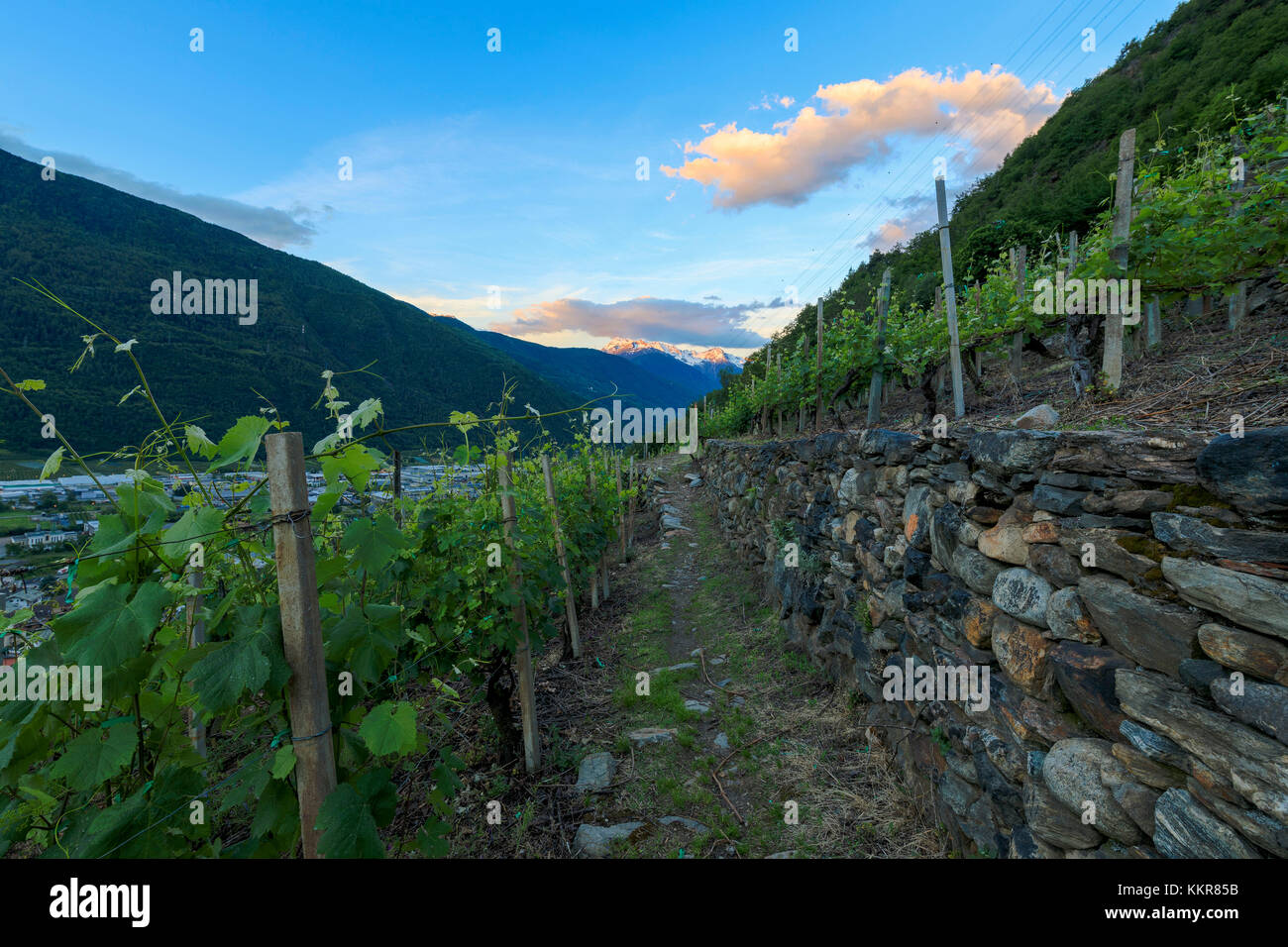 Les vignobles en terrasse au lever du soleil, tirano, province de Sondrio, Lombardie, Italie la Valteline, Europe Banque D'Images