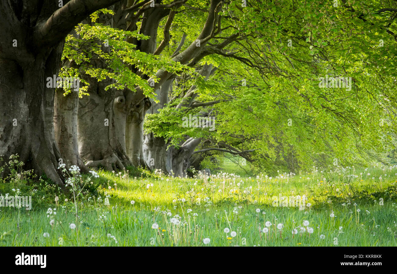 Au printemps le beech avenue avec les herbes et les pissenlits, Kingston Lacy, Dorset, UK. Banque D'Images