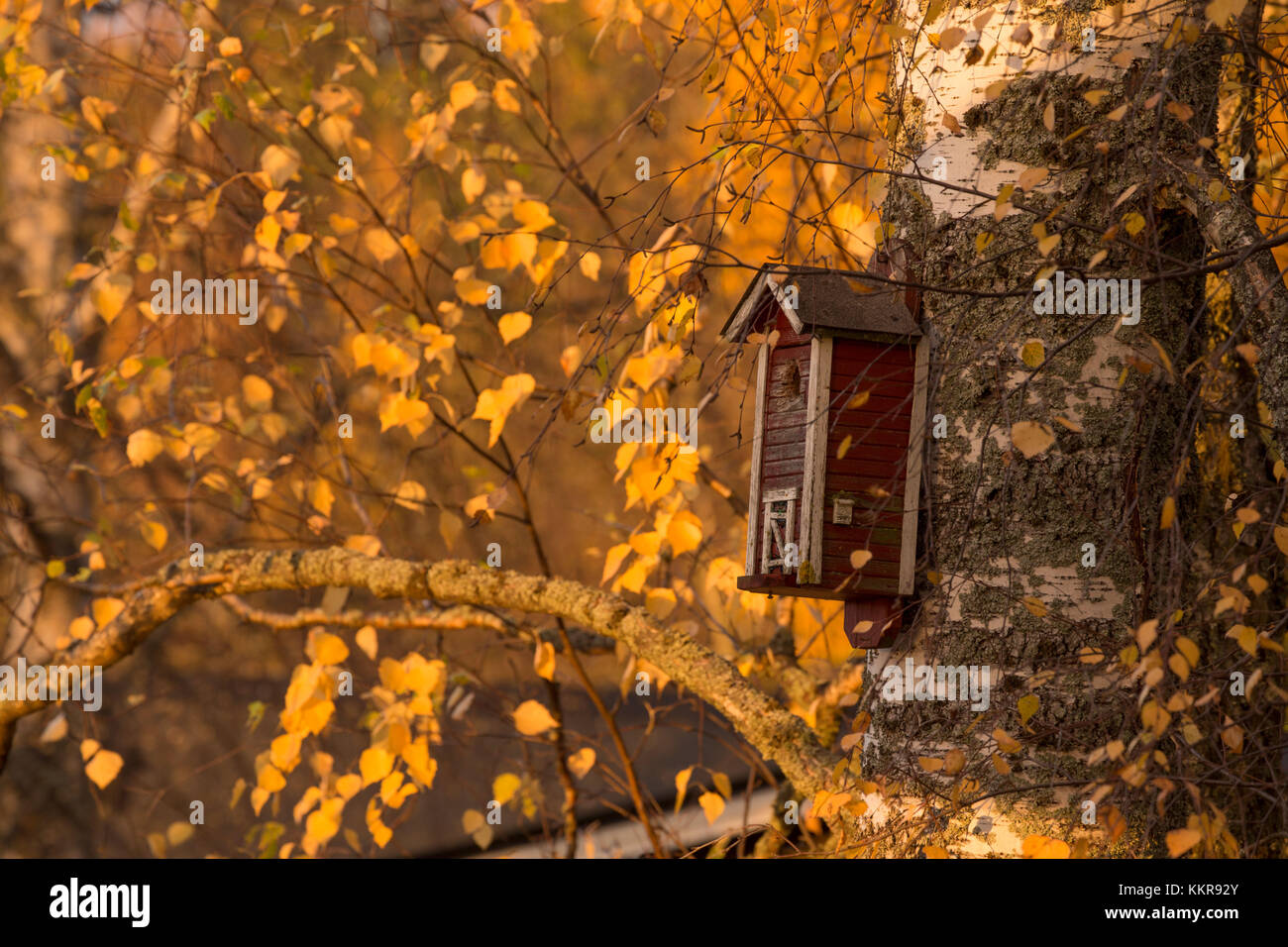 Vieille cabane rouge bouleau avec tronc d'arbre et de l'automne les feuilles jaunes Banque D'Images