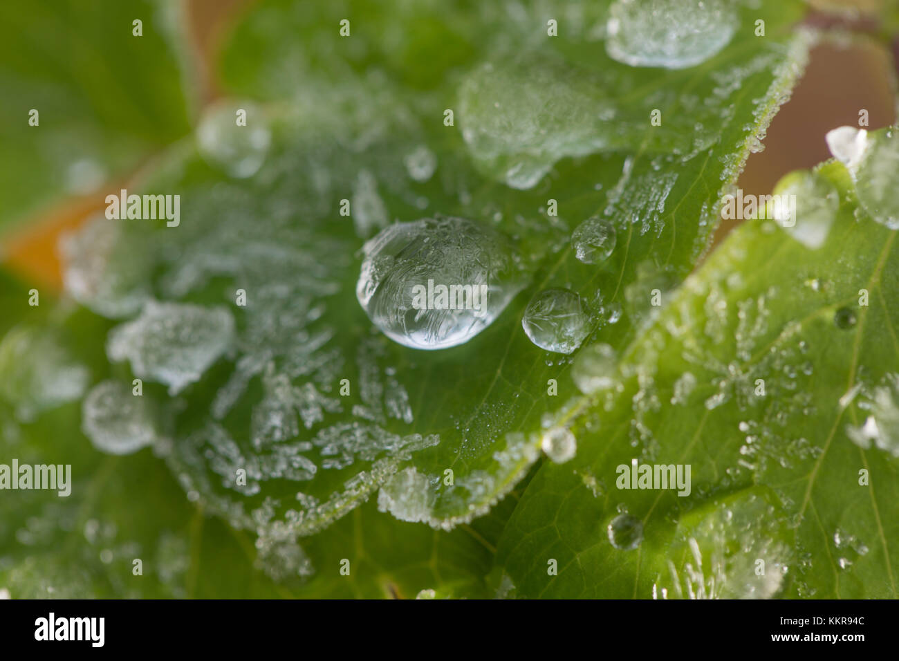 Les gouttelettes d'eau gelée sur les feuilles des plantes vertes Banque D'Images