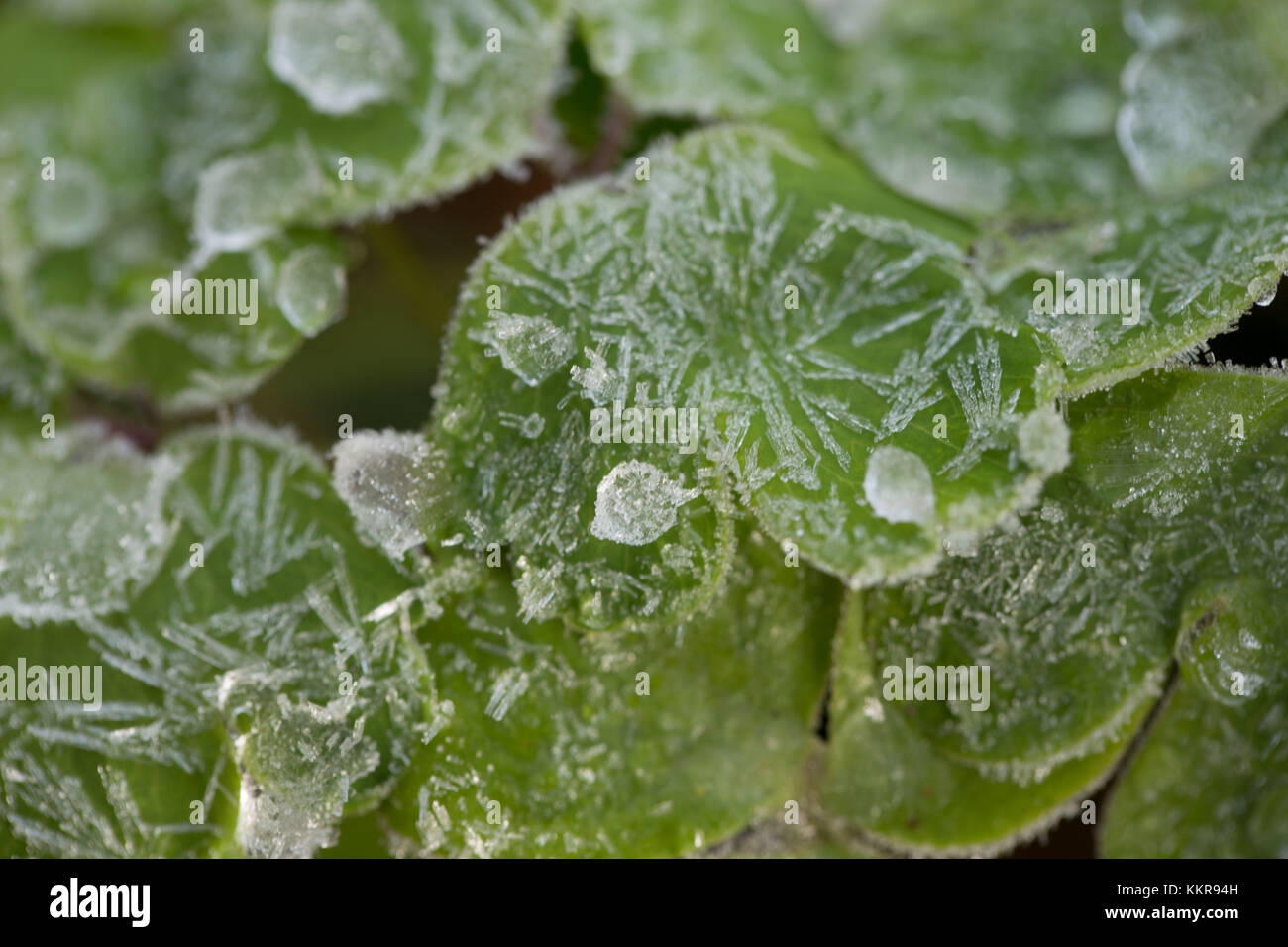 Les gouttelettes d'eau sur les feuilles des plantes vertes Banque D'Images