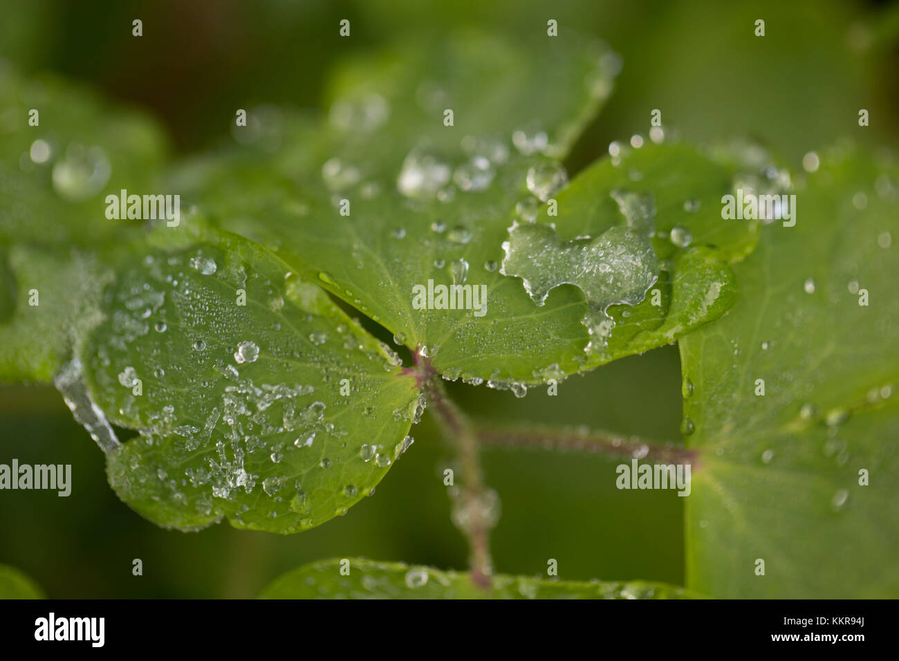 Les gouttelettes d'eau sur une feuille verte Banque D'Images