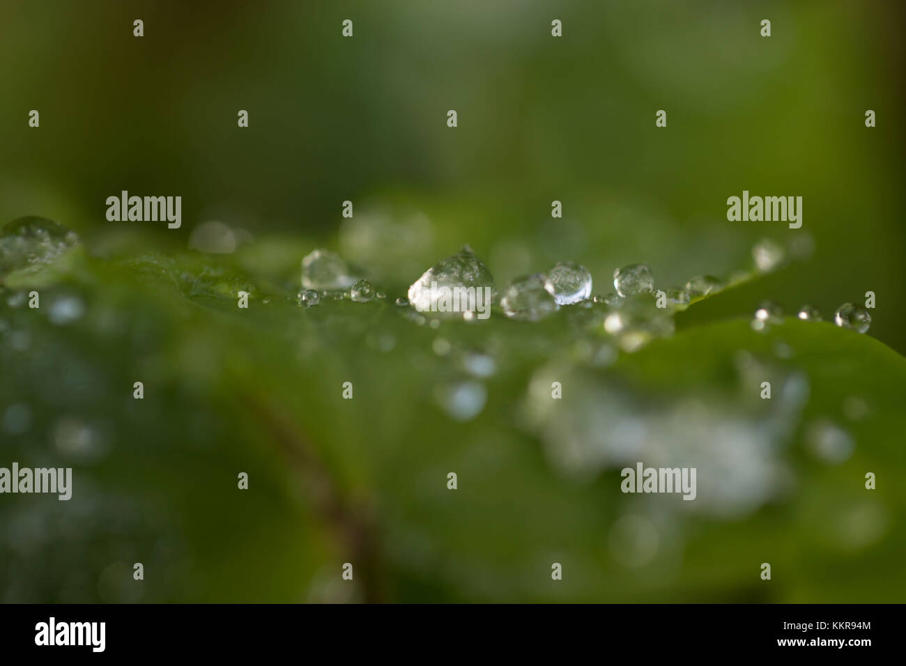 Les gouttelettes d'eau sur une feuille verte Banque D'Images