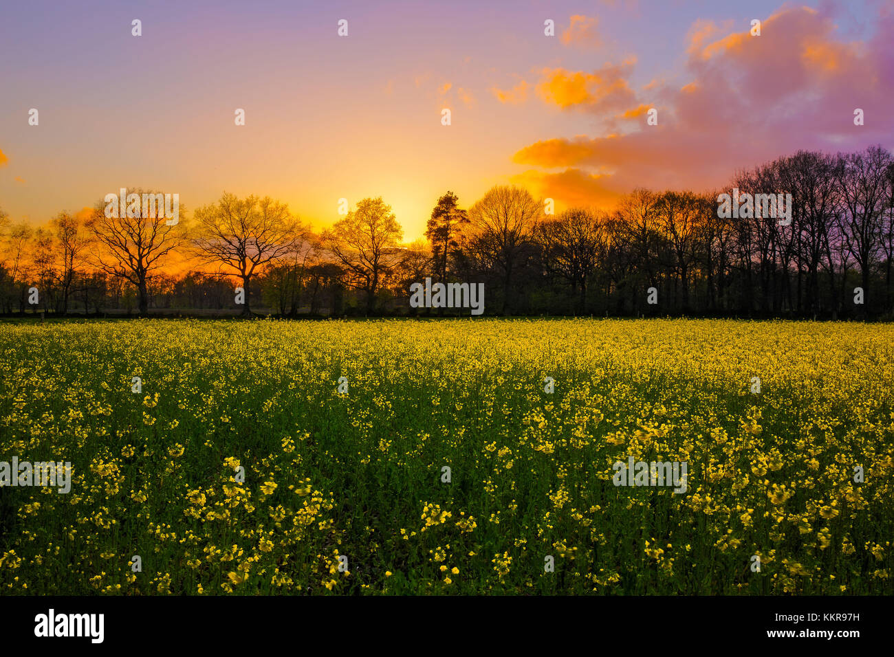 Paysage avec coucher du soleil près de uplengen, Basse-Saxe, Allemagne Banque D'Images