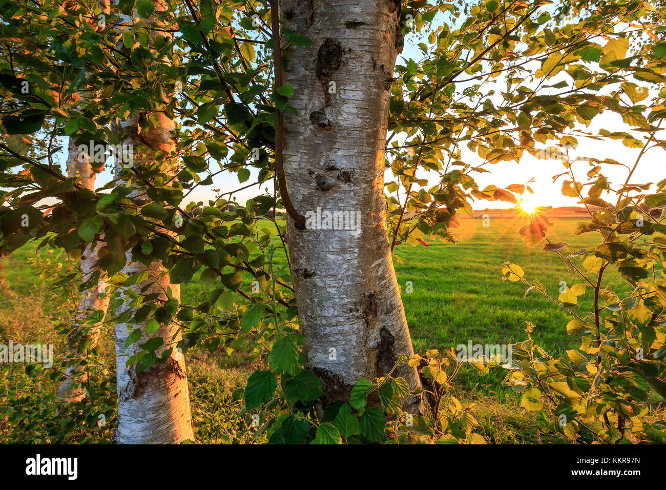 Marcardsmoor, arbres et le coucher du soleil, Hannover, Basse-Saxe, Allemagne Banque D'Images