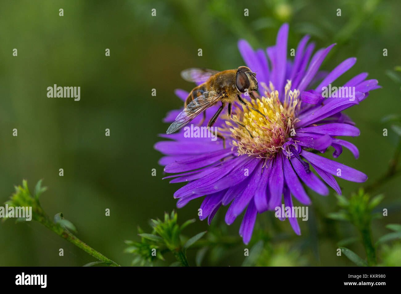Une abeille sur une fleur de jardin Banque D'Images