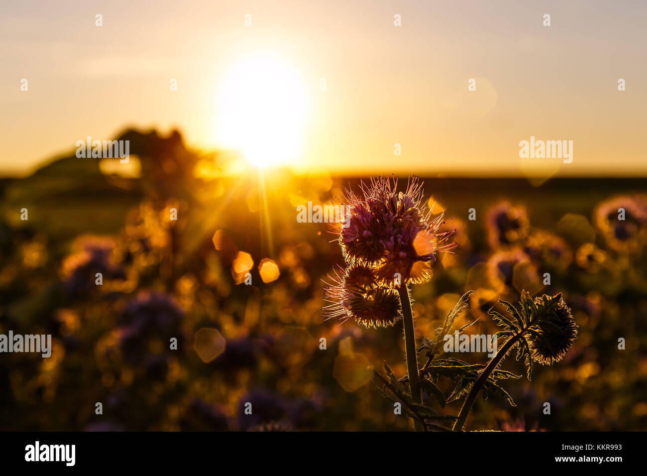 Une fleur avec bokeh et chaude lumière au coucher du soleil Banque D'Images