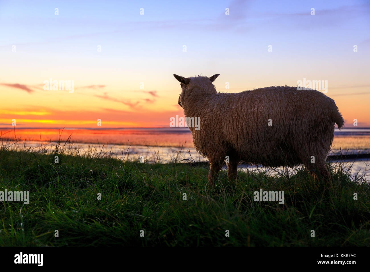 Un mouton à la recherche dans le coucher du soleil sur la digue près de ostbense, Frise orientale Banque D'Images