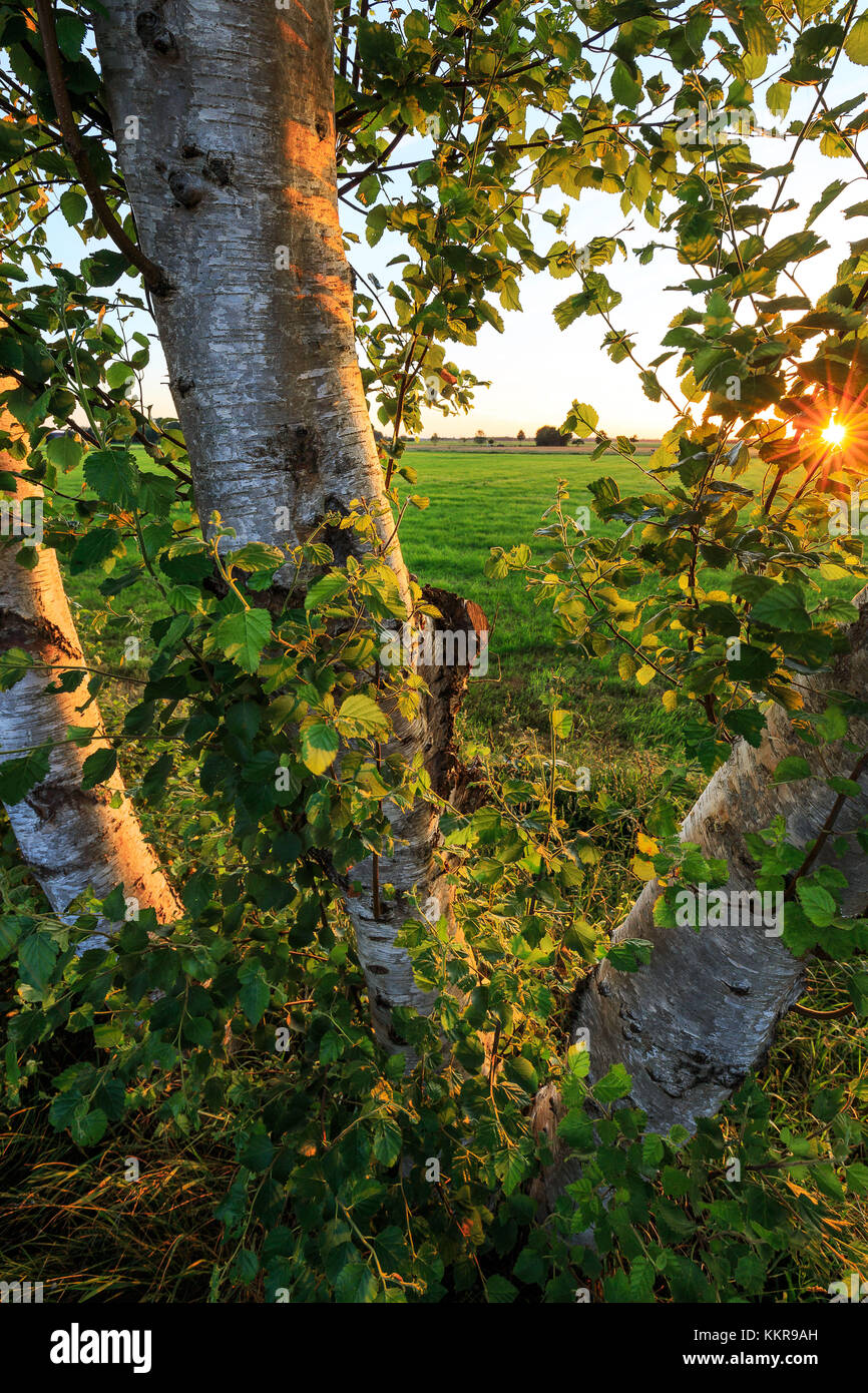 Un coucher de soleil près de entre hesel et marcardsmoor en Frise orientale Banque D'Images