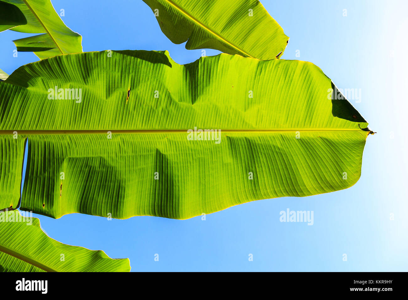 Feuilles d'un plant de banane Banque D'Images