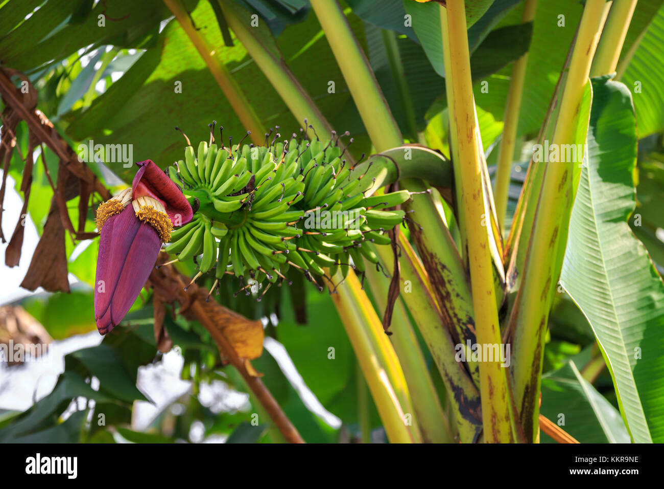 Plant de banane dans la valle de Vinales Banque D'Images
