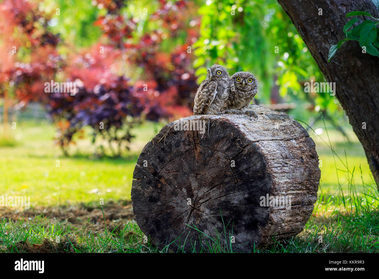 Chouette chevêche (Athene noctua) dans le nord de l'Allemagne Banque D'Images