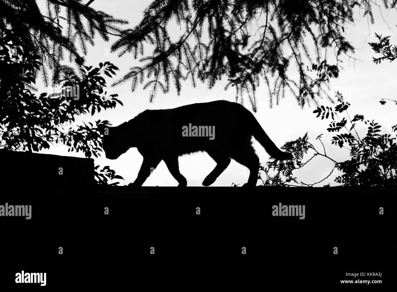 Silhouette D Un Chat Marche Photo Stock Alamy