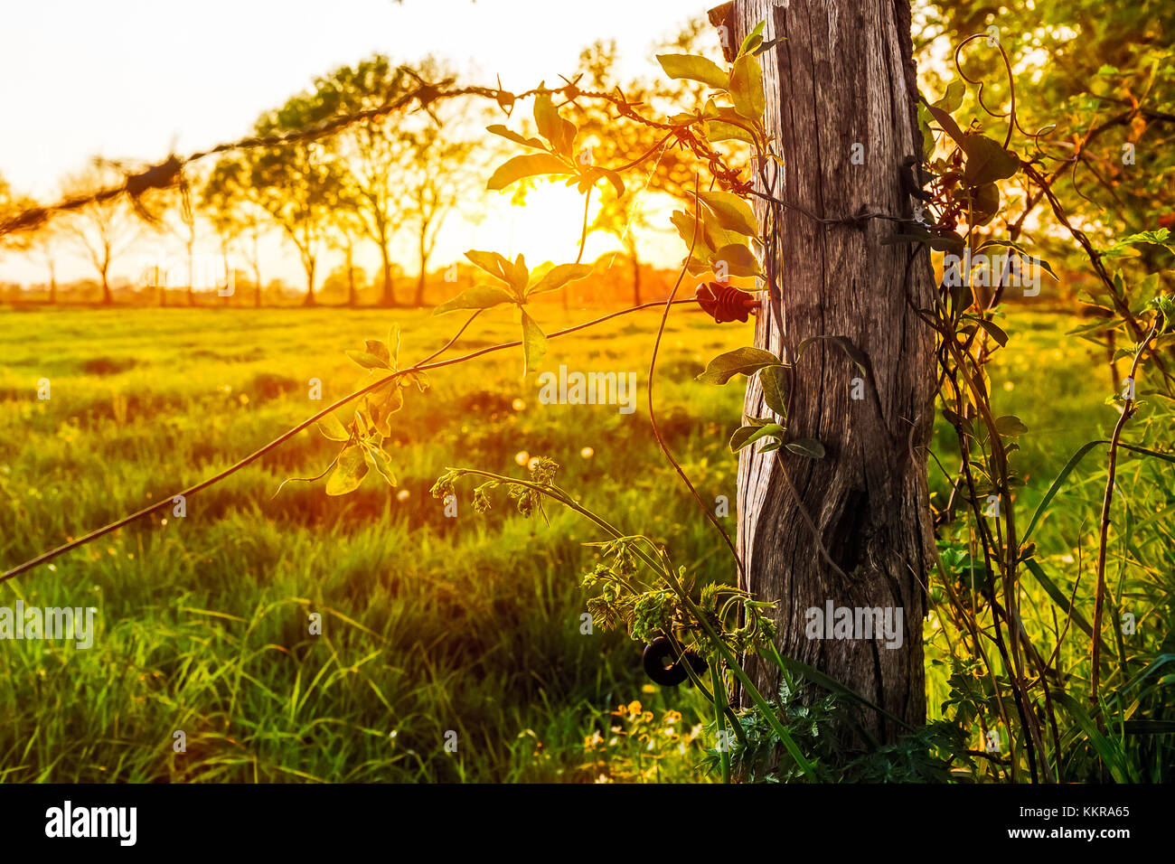 Coucher de soleil sur une prairie près de marccardsmoor Banque D'Images