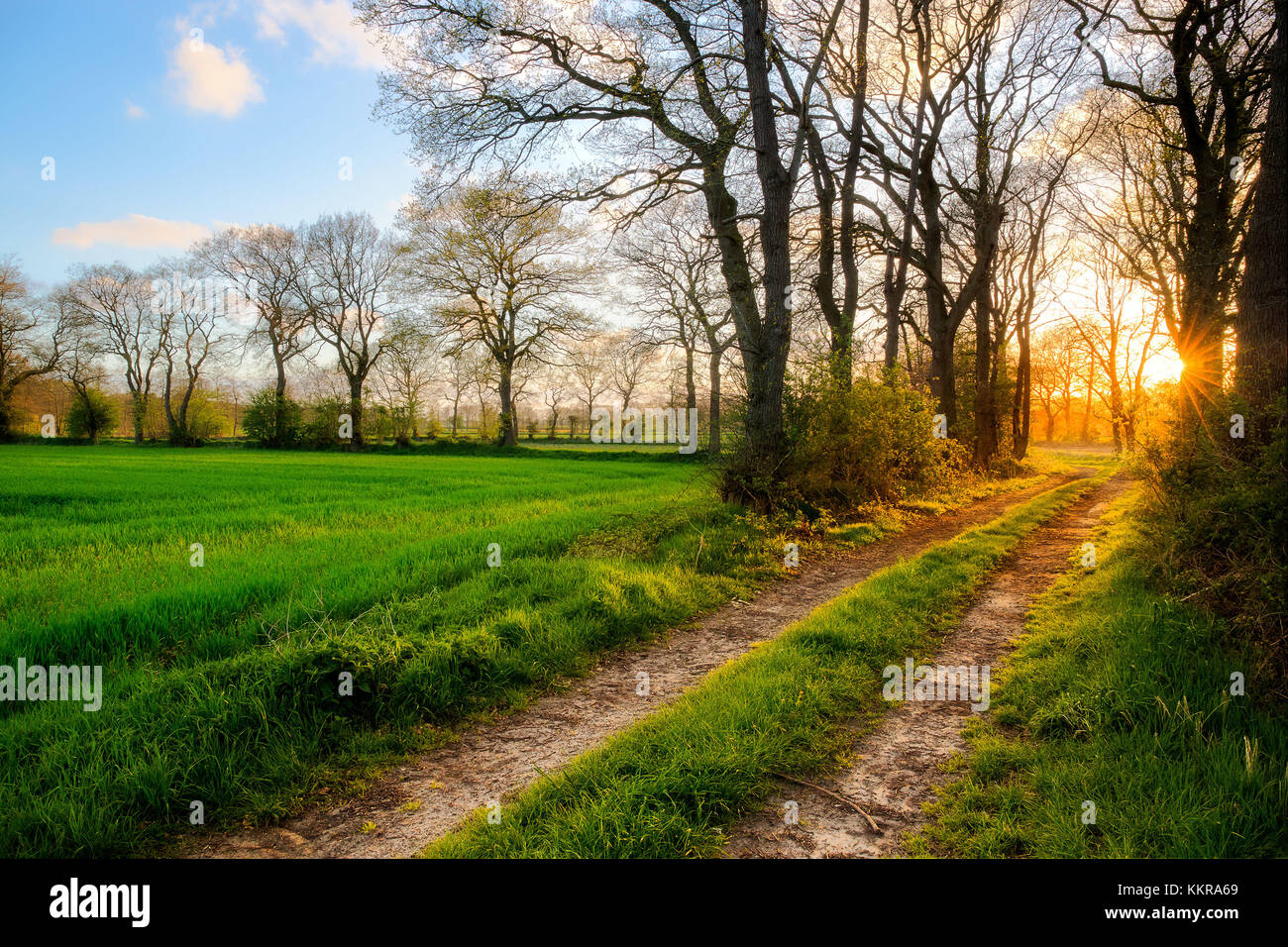 Coucher de soleil sur une prairie près d'Ockenhausen Banque D'Images