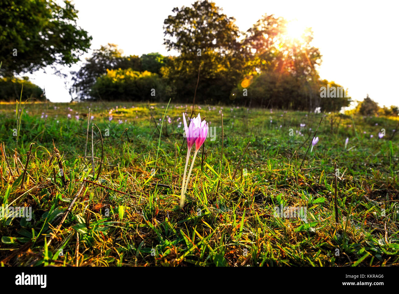 Fleurs à l'kornbuehl,une petite colline près de Melchingen Banque D'Images