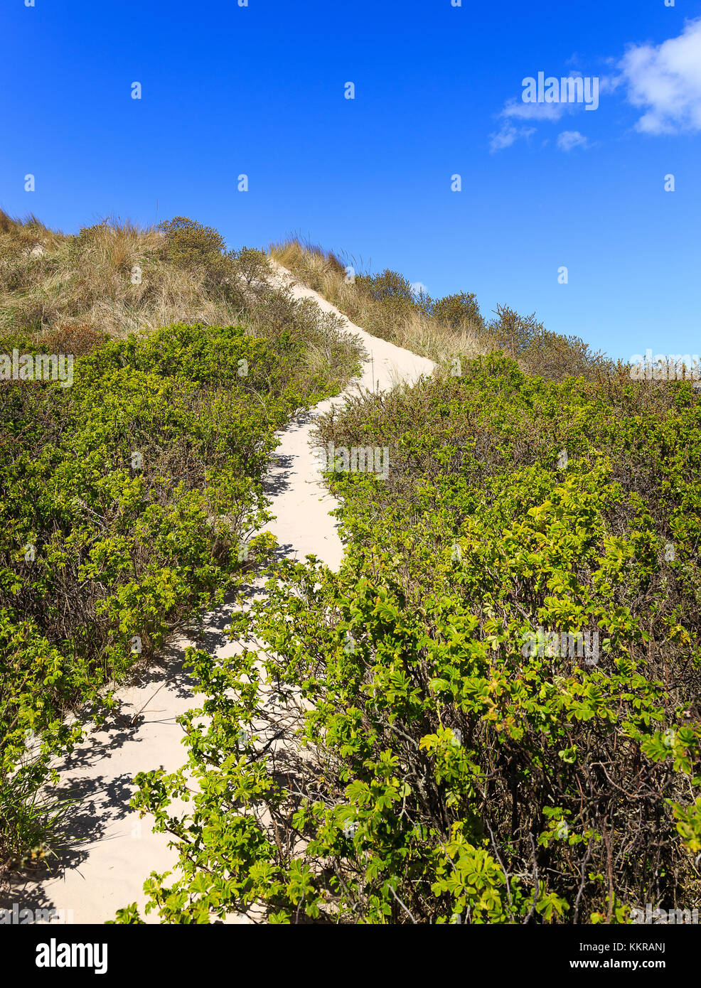 La voie sur une dune sur la plage au village tversted Banque D'Images