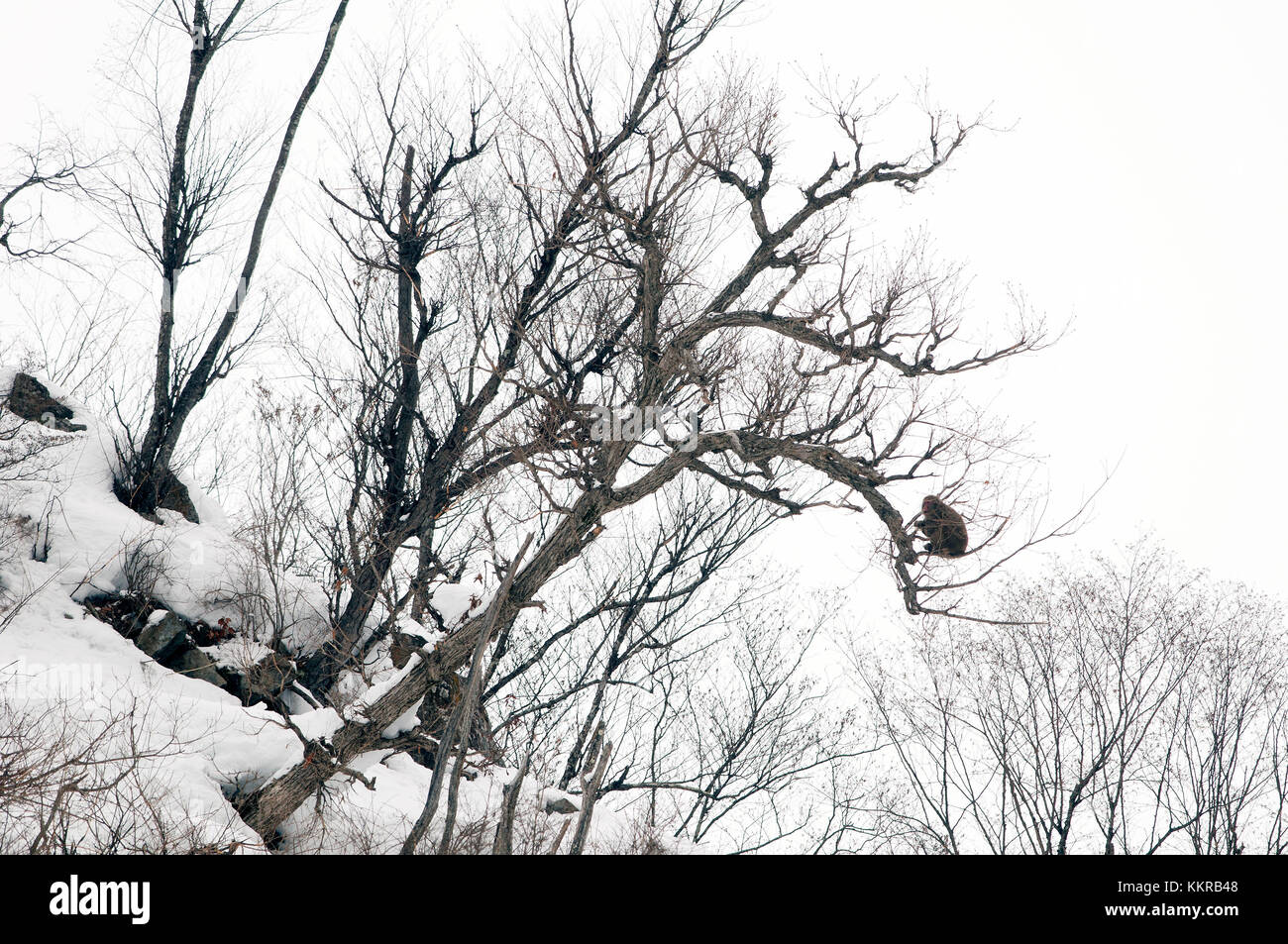 Macaque japonais ou japonaise neige singe dans un arbre (Macaca fuscata), Japon Banque D'Images