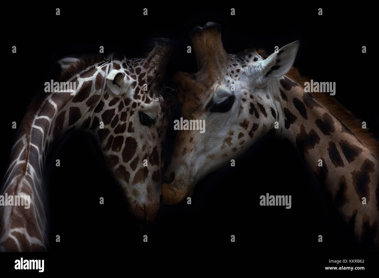 Deux girafes, ensemble, Close up Banque D'Images