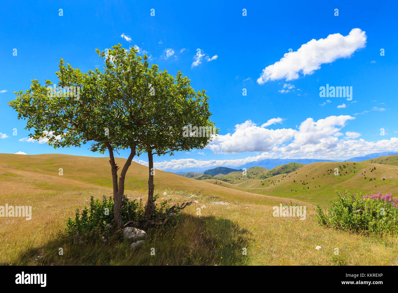Lonely tree sur le plateau de Campo Imperatore, Abruzzo, Italie. Banque D'Images