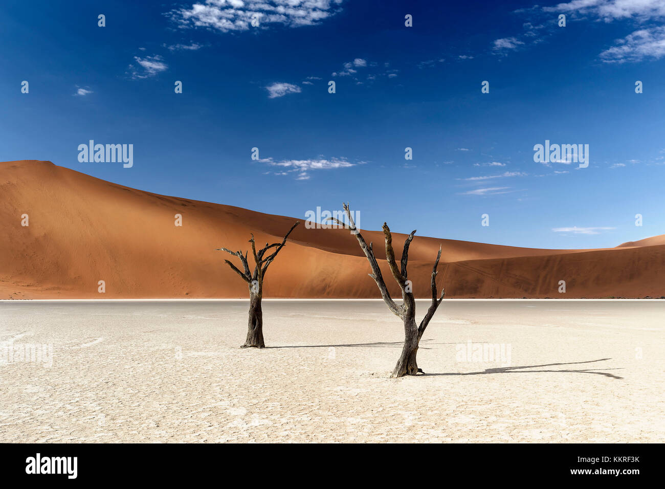 Arbres de Namibie namib-naukluft, parc national, la Namibie, l'Afrique Banque D'Images