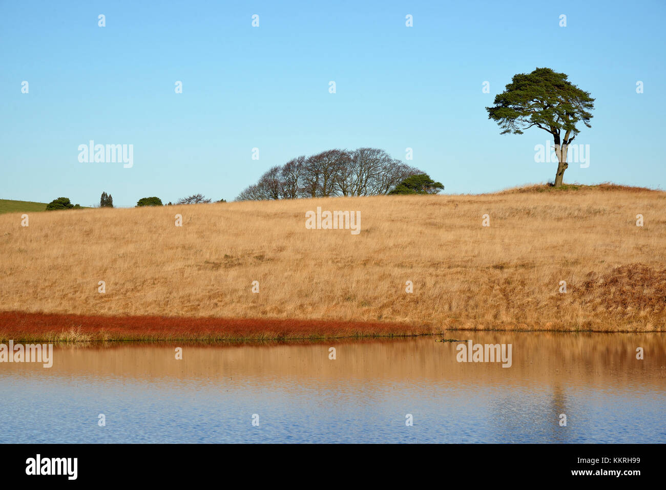 Waldegrave extérieure avec Lone Pine priddy mineries, collines de Mendip, Somerset Banque D'Images