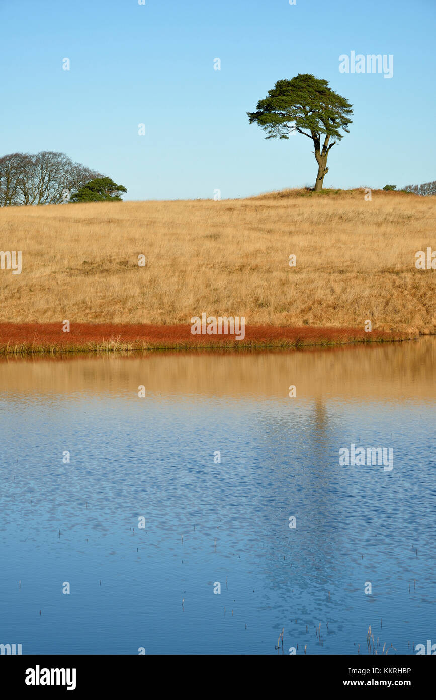Waldegrave extérieure avec Lone Pine priddy mineries, collines de Mendip, Somerset Banque D'Images