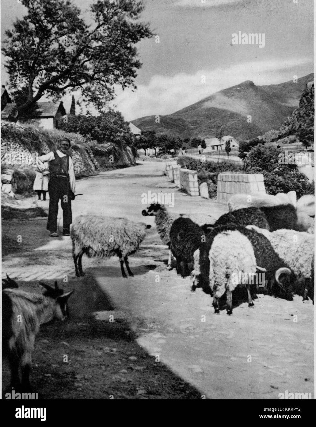 Cette photographie de 1927 capture une scène estivale de la région autour de Klis, située près de Split, en Croatie. L'image met en valeur la beauté naturelle de la région, avec ses paysages pittoresques et son environnement méditerranéen. Banque D'Images