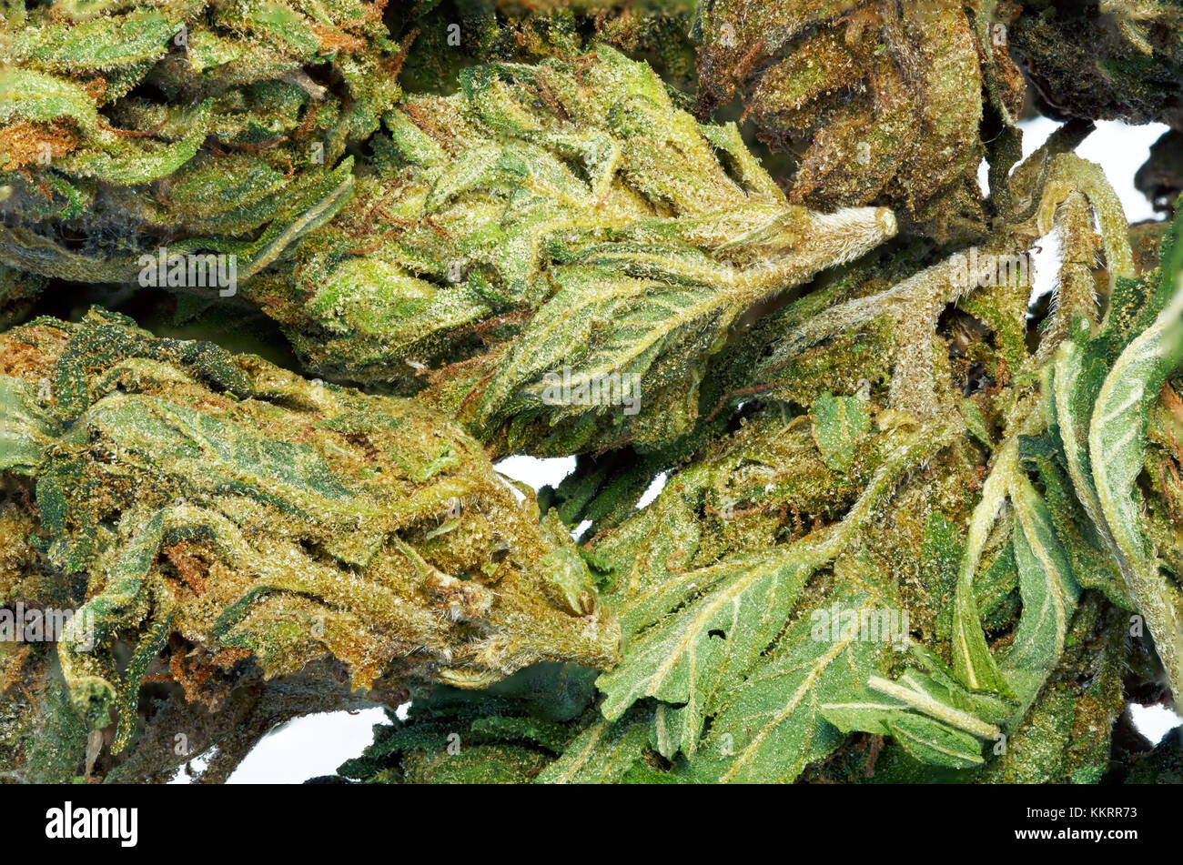 Résumé de cannabis détail macro bud. Banque D'Images