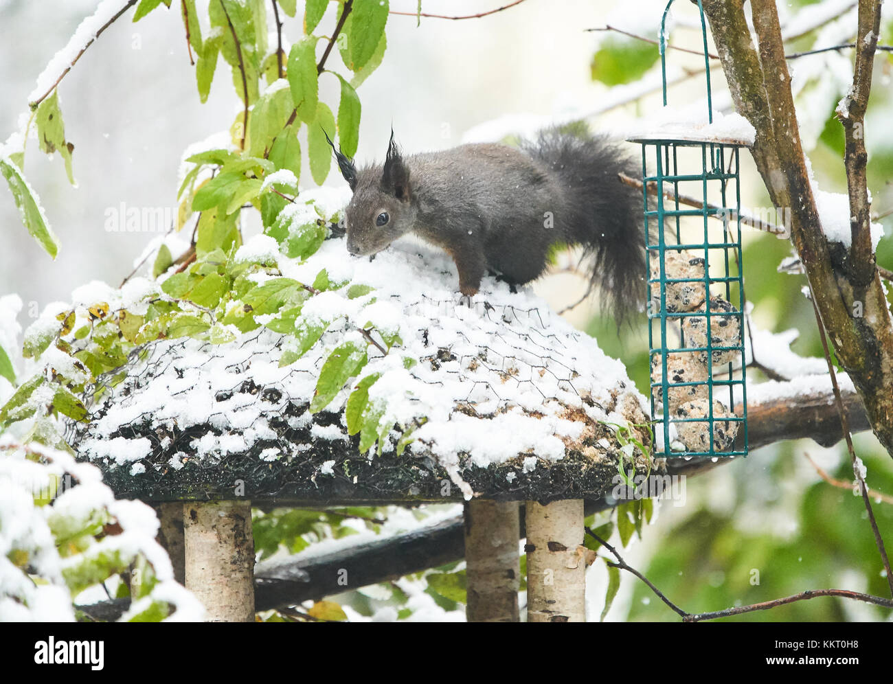 Écureuil affamé, Marktoberdorf, Novembre 11, 2017 à la recherche de nourriture de l'écureuil dans une maison d'oiseau à Marktoberdorf, Allemagne, November 11, 2017 © Peter Sch Banque D'Images