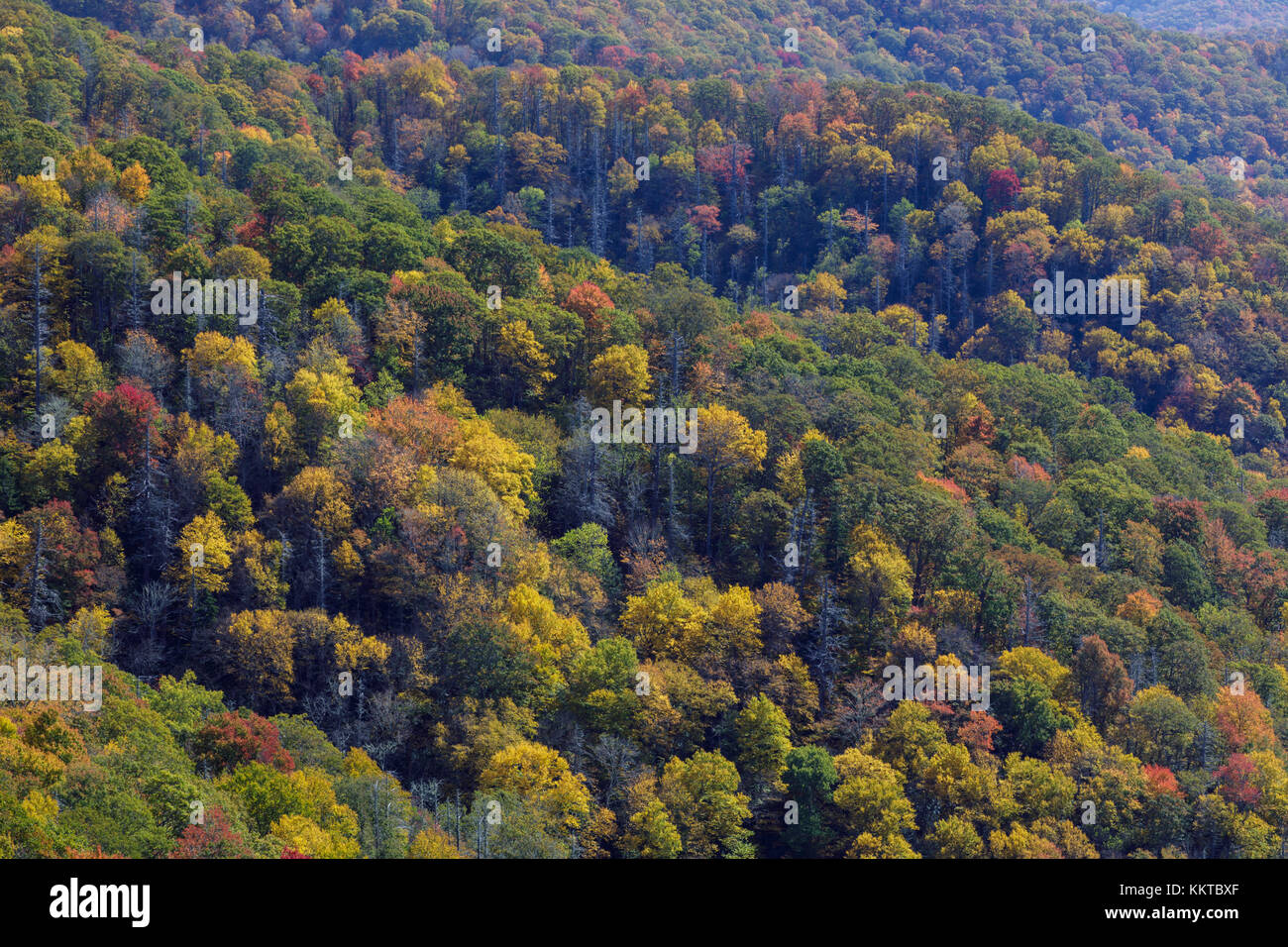 La Swinging bridge promenade tranquille est l'un des nombreux sentiers de la Caroline du Nord fin de l'US 441. l'allée est d'environ 800 miles de long et suit la crête avec l'hêtre shot Deep Creek Valley d'un côté, et la vallée de Cherry Creek, de l'autre. Banque D'Images