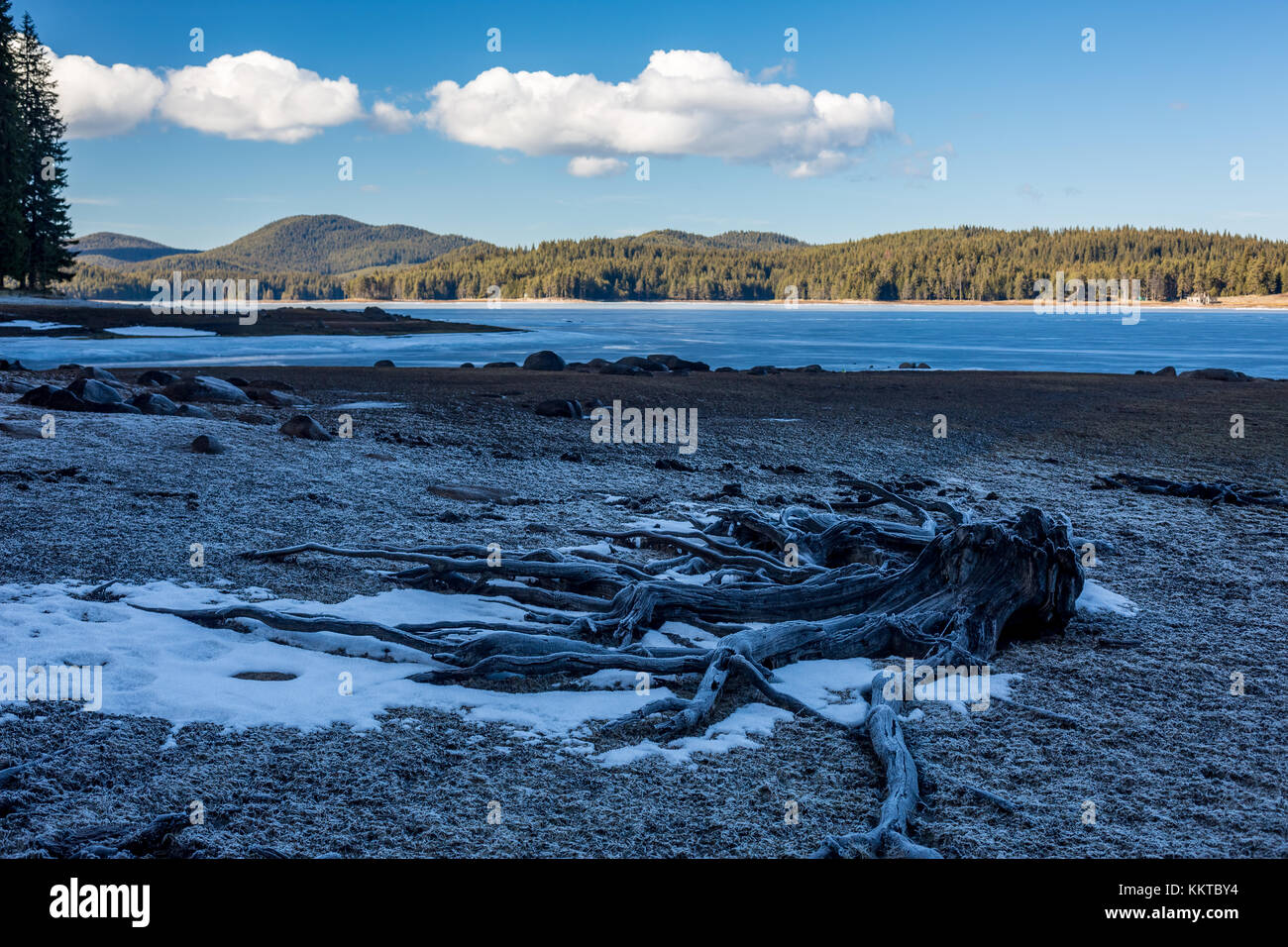 Les racines mortes de pin recouvert de glace en hiver, le paysage. La Bulgarie, Rhodopes mountains, Shiroka Polyana lac réservoir. Banque D'Images