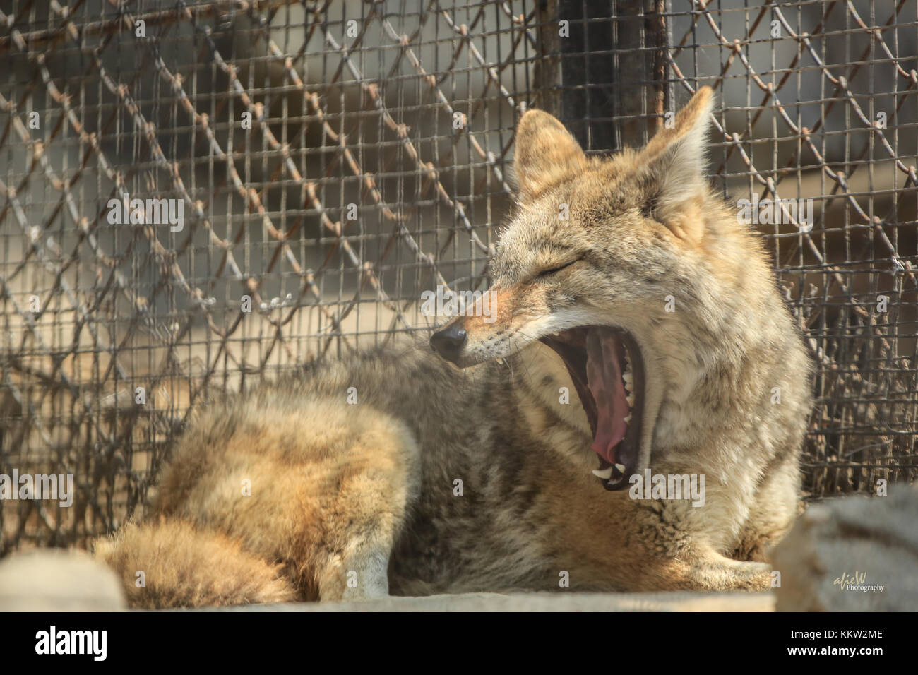 Le bâillement chien Banque D'Images