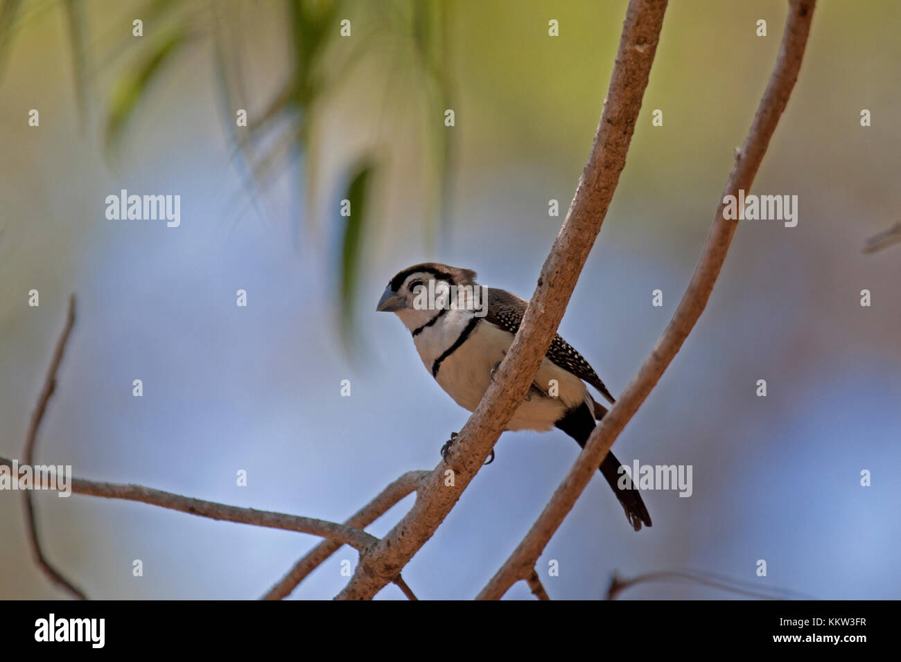 Barré double finch perché sur Branch dans le Queensland en Australie Banque D'Images