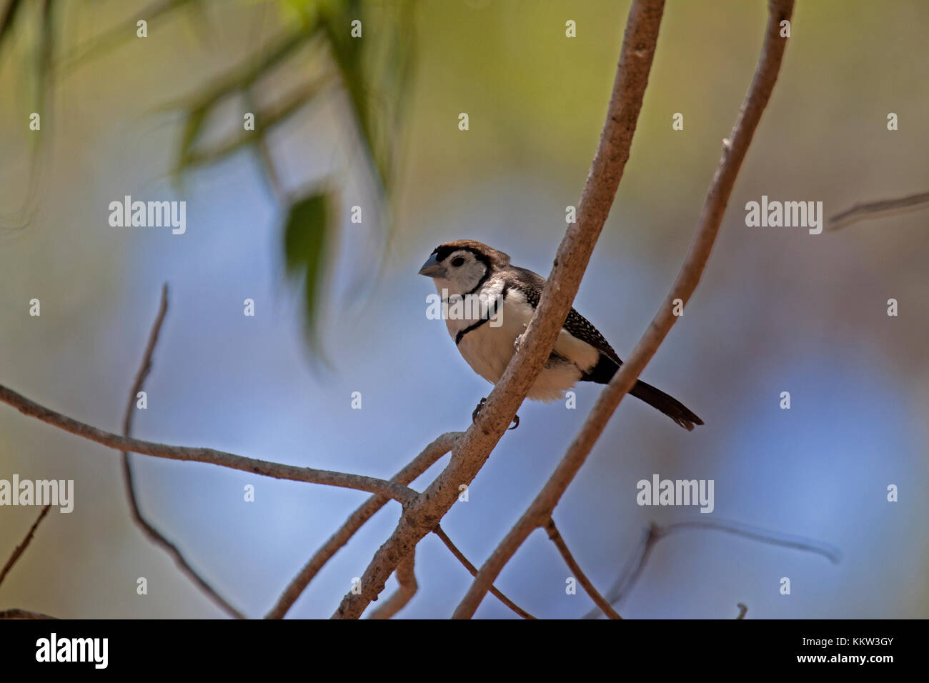 Barré double finch perché sur Branch dans le Queensland en Australie Banque D'Images