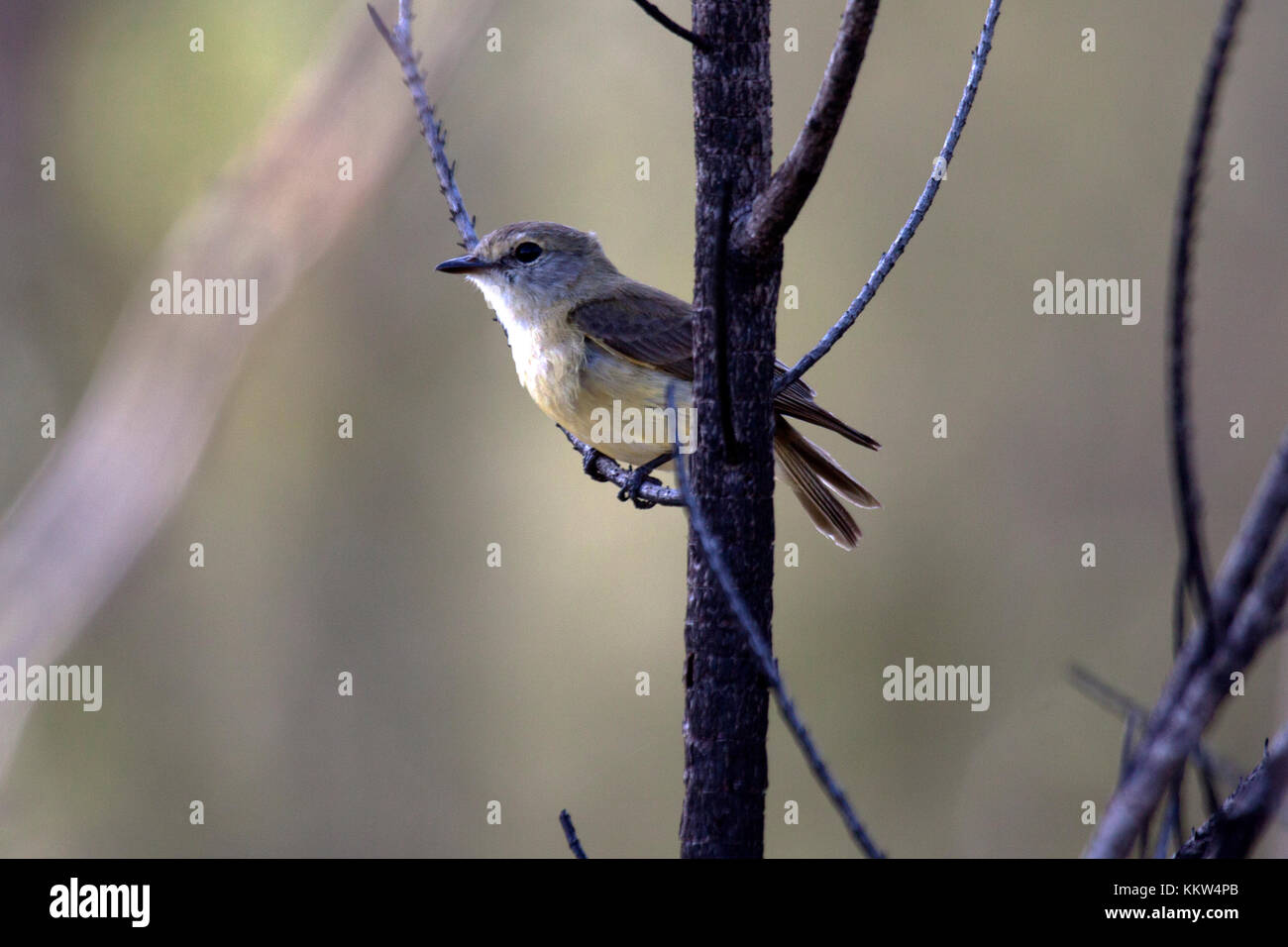 Sous-espèce peninsulae whistler gris perché dans l'arbre dans le Queensland en Australie Banque D'Images