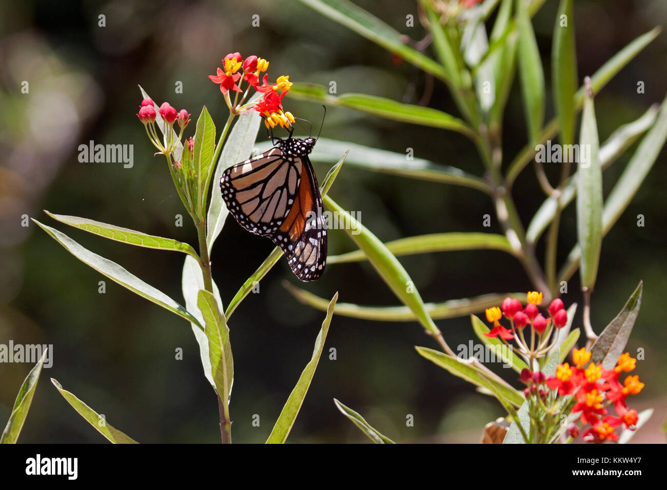 Le monarque se nourrissant de fleurs dans le Queensland en Australie Banque D'Images