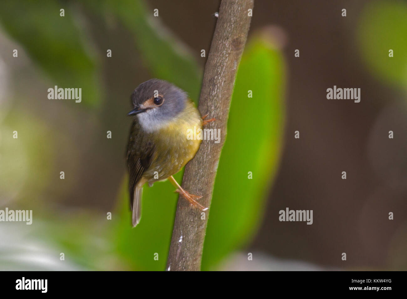 Sous-espèce robin jaune pâle nana accrochée à succursale en bois. Queensland Australie Banque D'Images