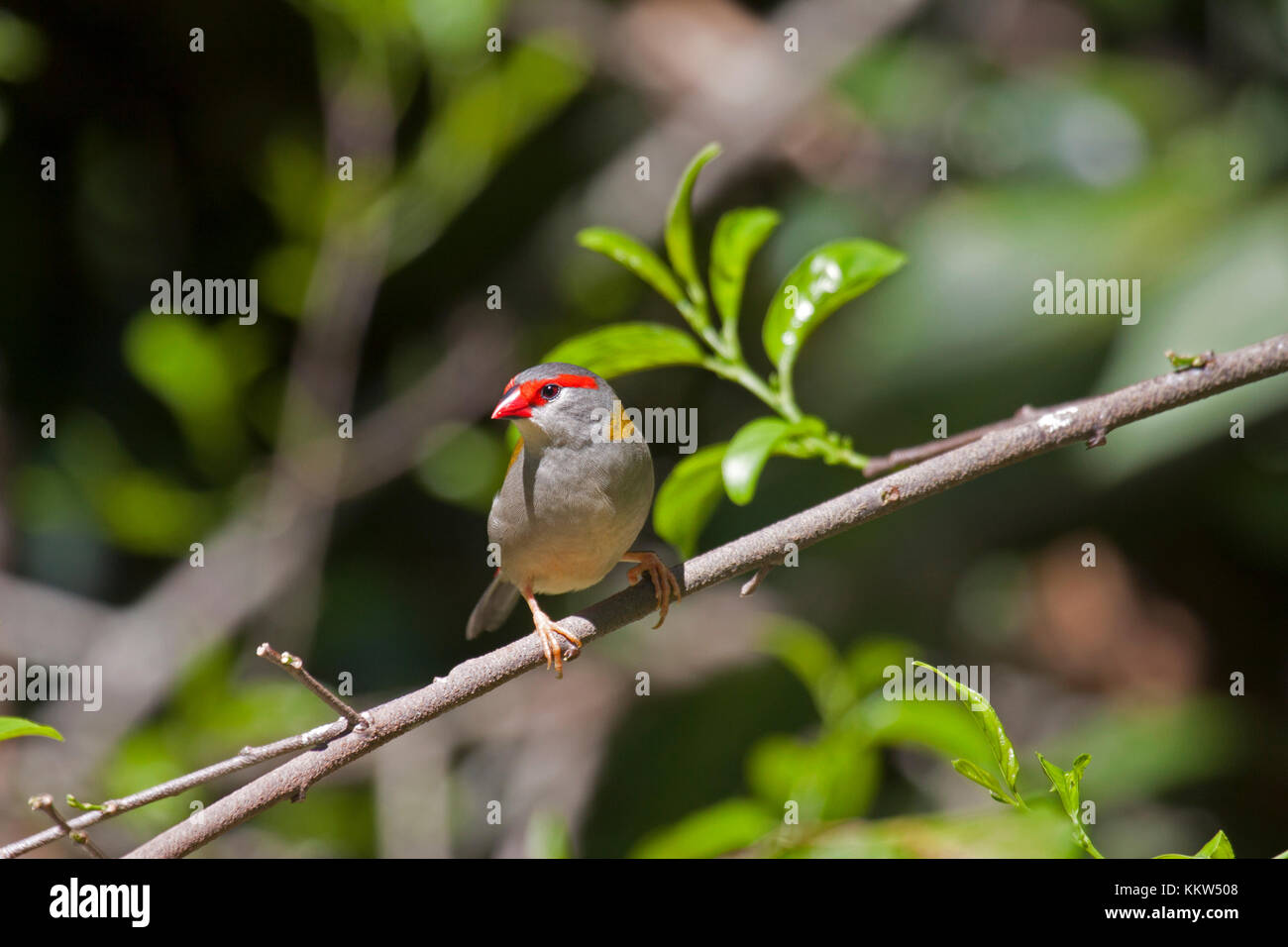 Sourcils rouges finch sur branche d'arbre dans le Queensland en Australie Banque D'Images