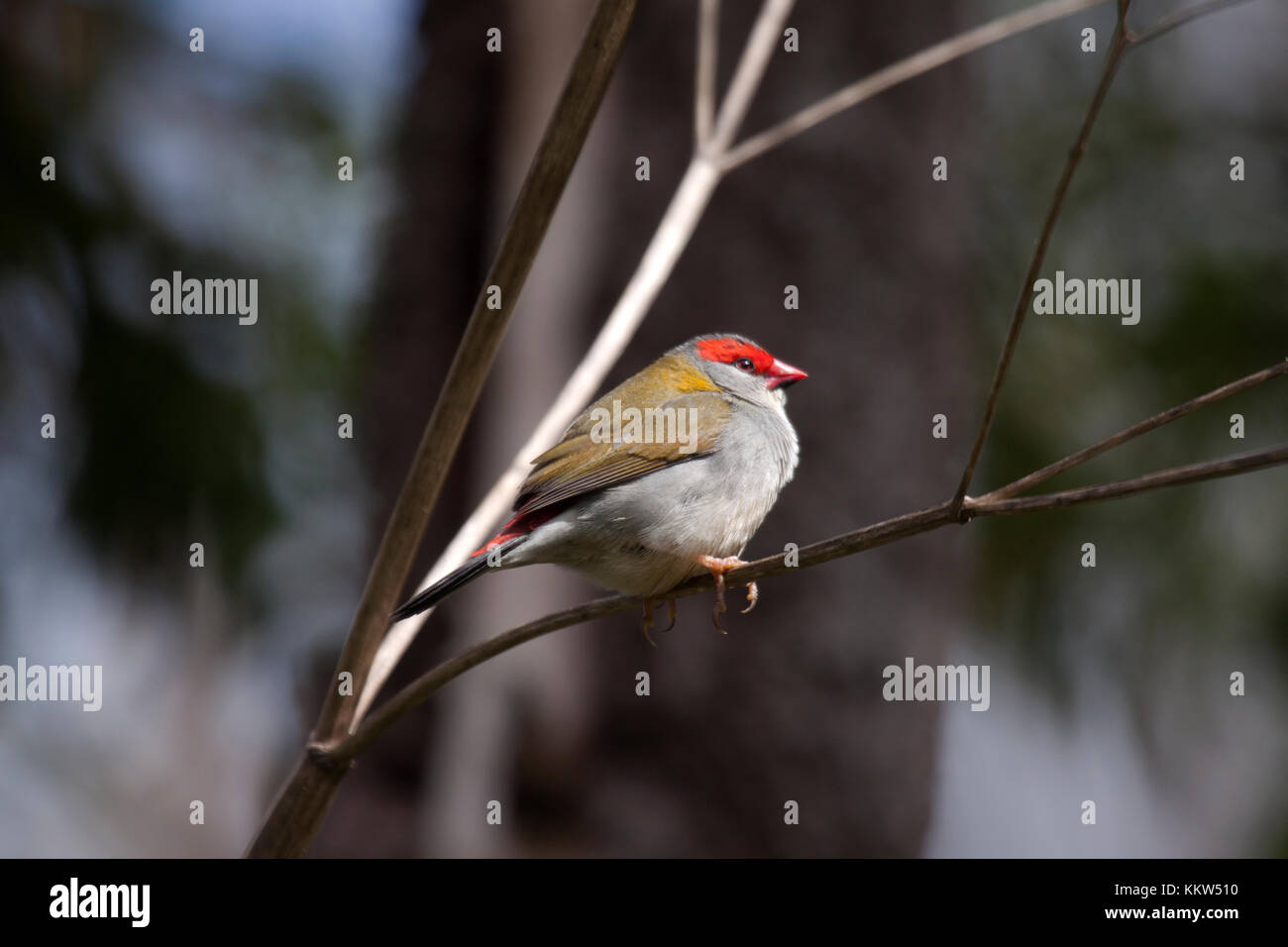 Sourcils rouges finch sur branche d'arbre dans le Queensland en Australie Banque D'Images