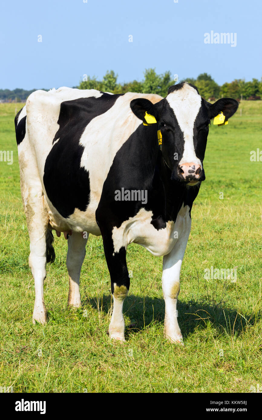 Vache frisonne Holstein noire et blanche dans une prairie. Banque D'Images