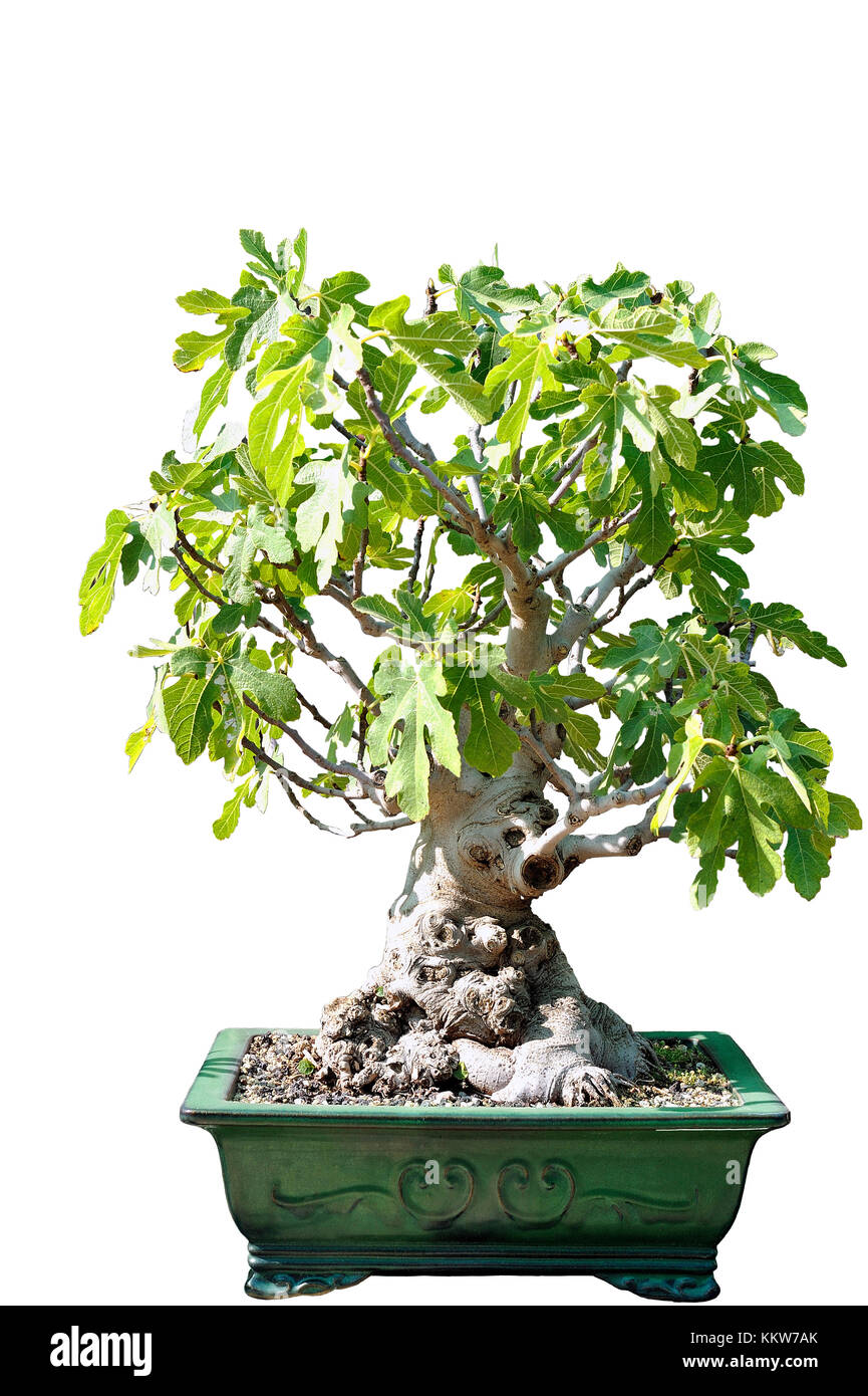 Bonsai d'un figuier en pot et complètement découper sur fond blanc Photo Stock Alamy