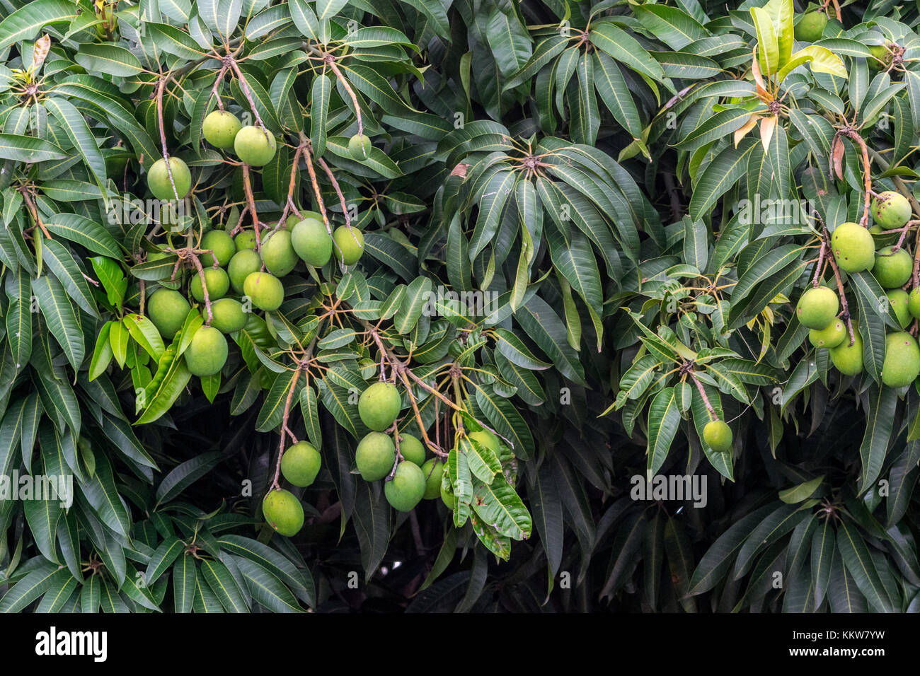 Encore en croissance verte mangos sur manguier, attendant de venu Banque D'Images