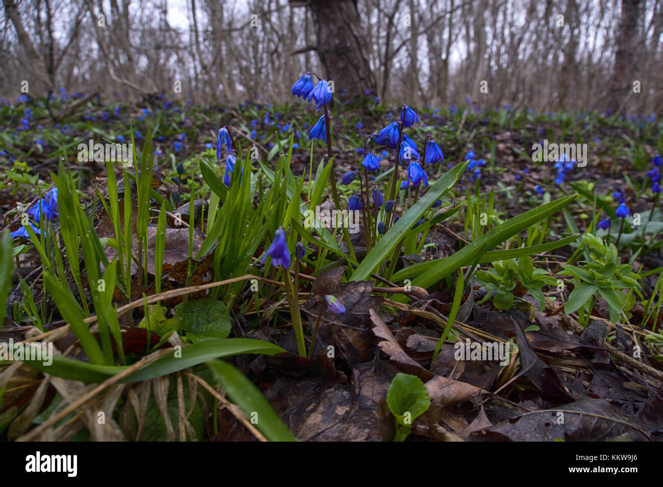 Fleurs de Printemps, la première floraison, ephemeroid liliacée vivace bulbifère. plante squill de Sibérie, le mercure (Scilla siberica). perce-neige sur la côte de la mer Noire du Caucase. Banque D'Images