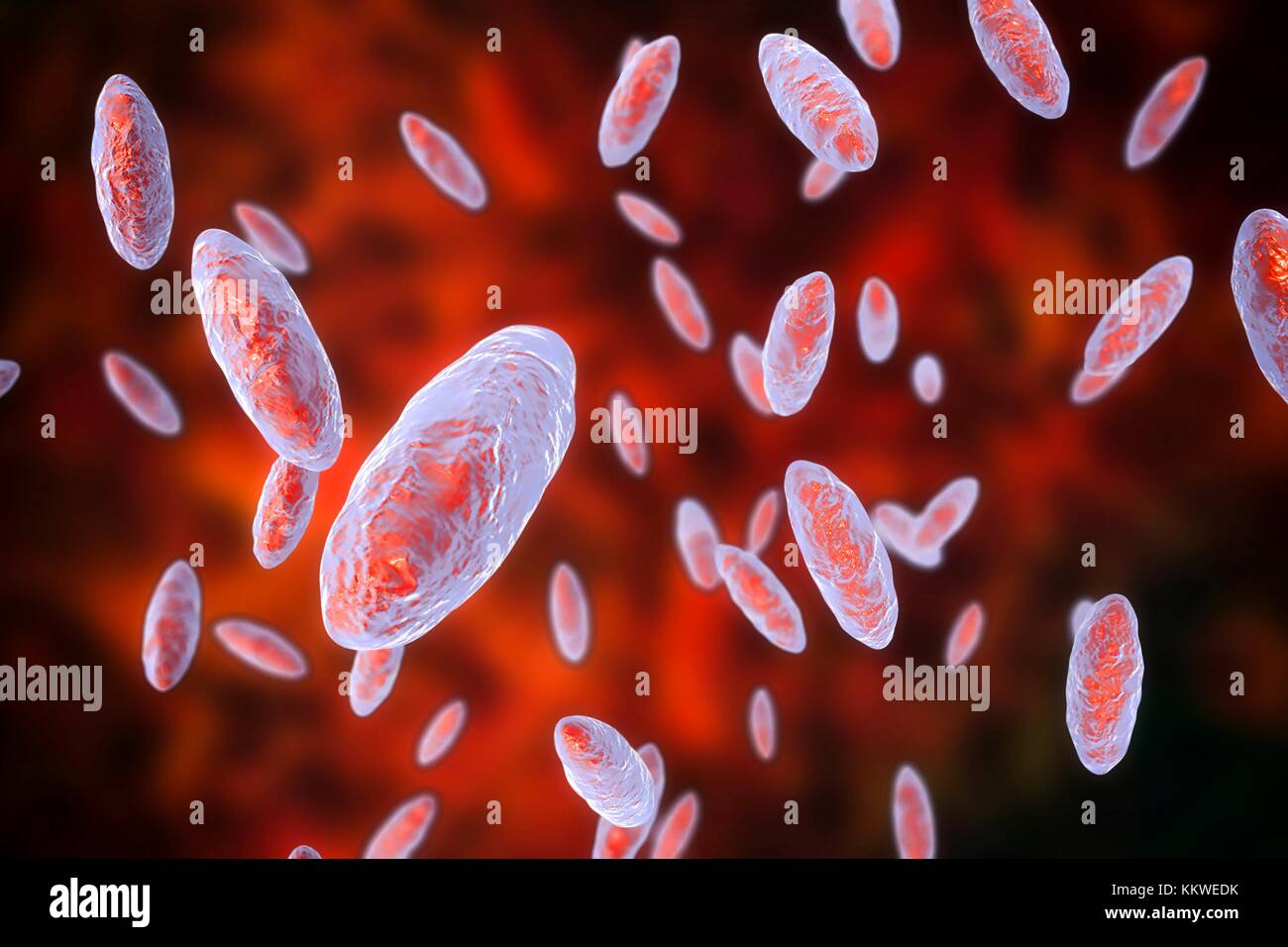 Kingella kingae bactérie, illustration de l'ordinateur. K. kingae est un coccobacillus Gram-négatif qui fait partie de la flore normale de l'enfant à la gorge. Il peut parfois causer des infections invasives, principalement l'ostéomyélite (infection des os) et d'arthrite septique chez les jeunes enfants, la bactériémie (infection du sang) chez les nourrissons, et de l'endocardite (infection du cœur doublure) chez des enfants d'âge scolaire. Banque D'Images