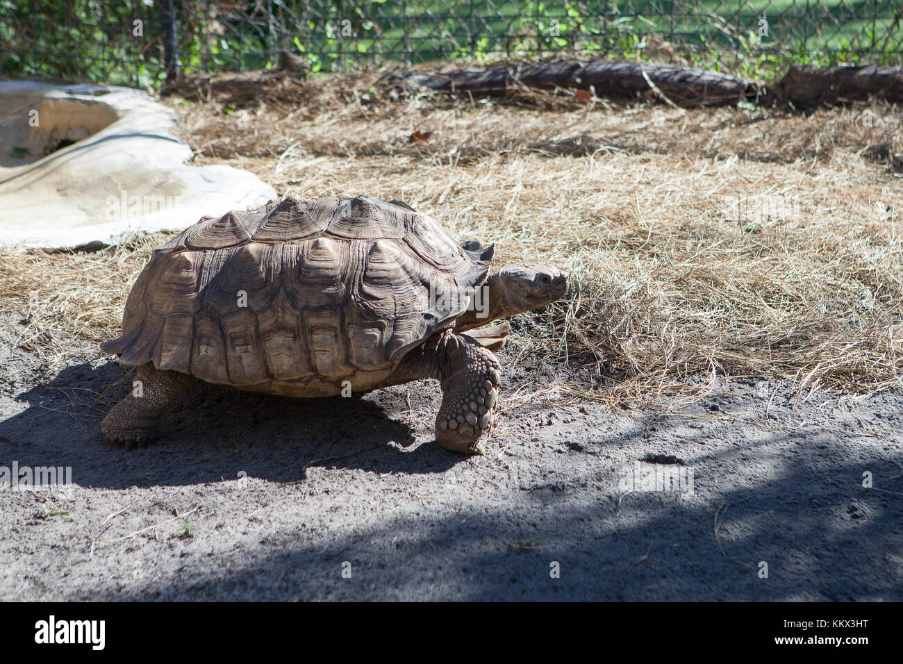 Tortue africaine (geochelone sulcata) au Jungle Adventures Wildlife Park, Christmas, Floride Banque D'Images