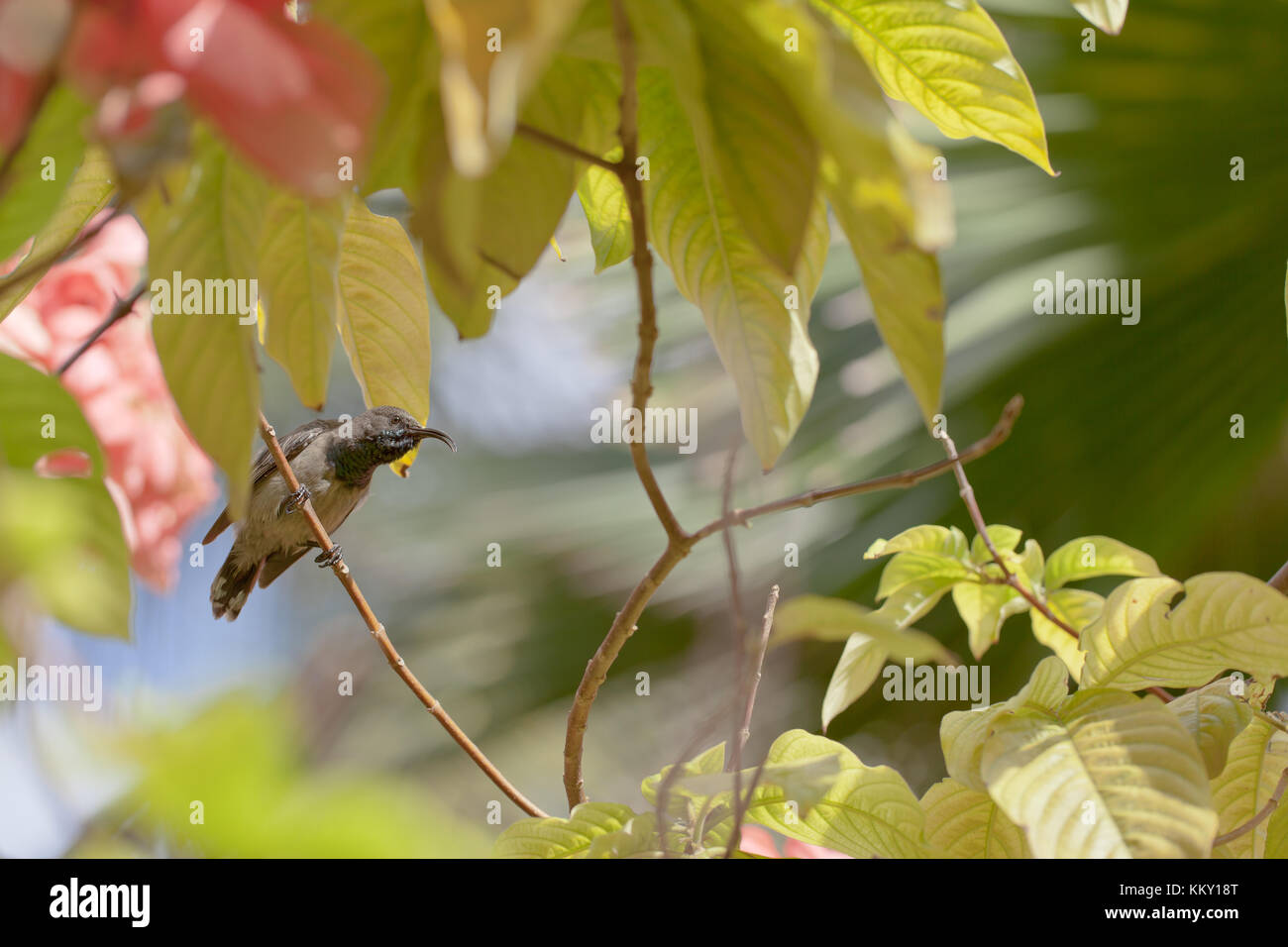 Hummingbird - Seychelles - Afrique Banque D'Images