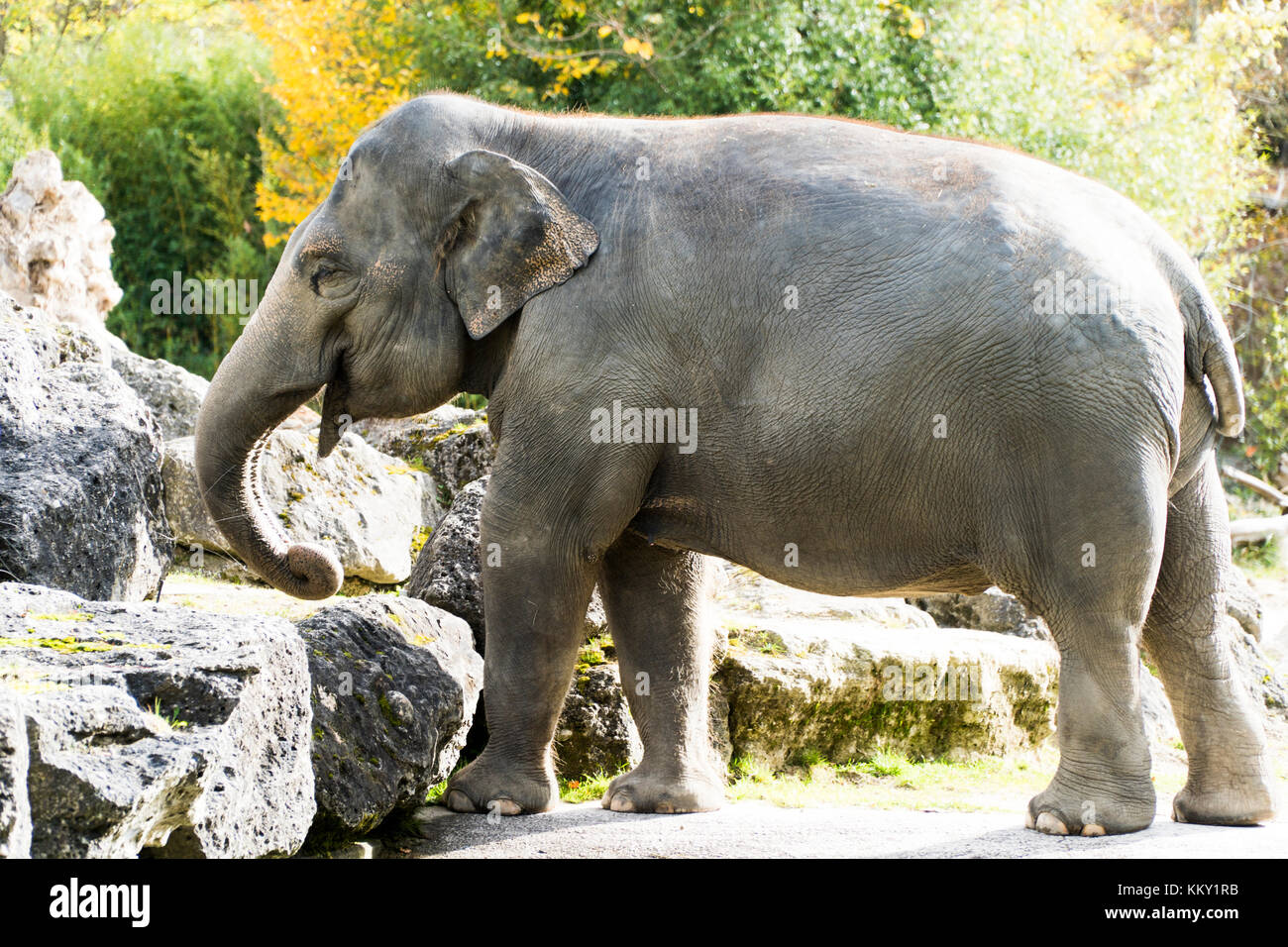 L'éléphant d'Asie dans le parc du zoo Hellabrunn, Munich Banque D'Images