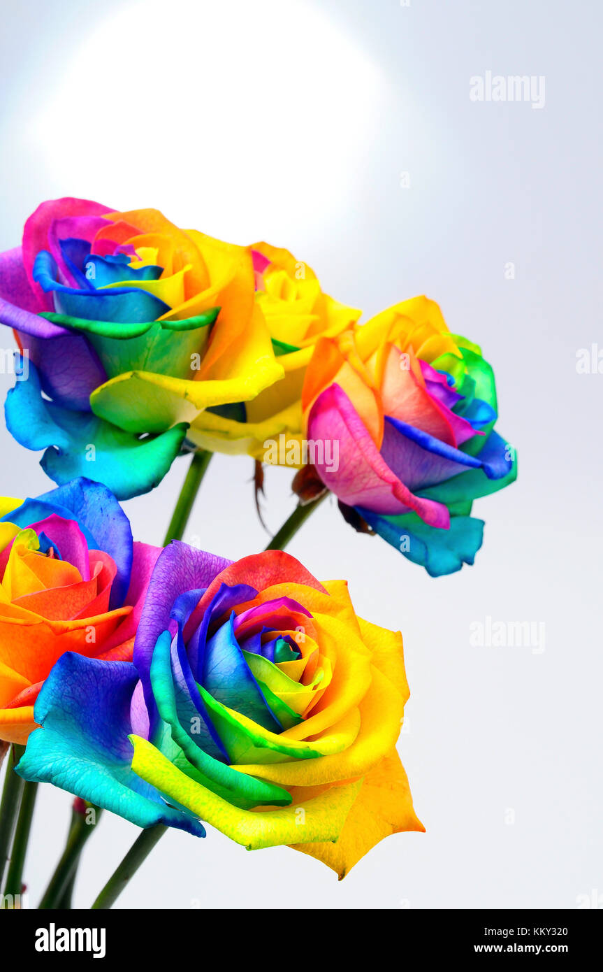 Bouquet de fleur : rose avec pétales de couleur arc-en-ciel Banque D'Images