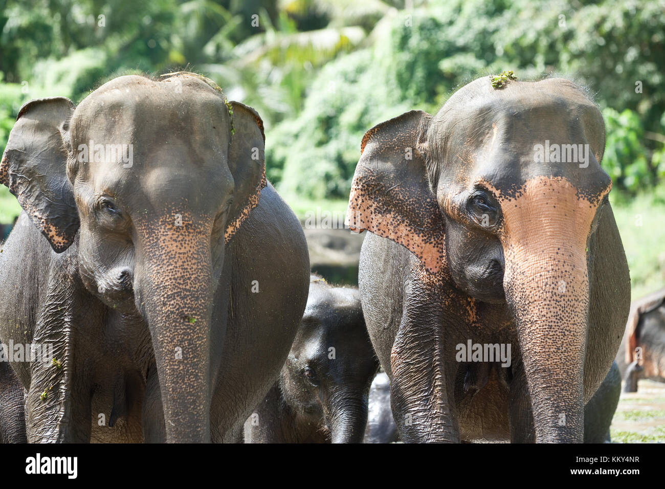 Protection parentale - les éléphants du Sri Lanka, en Asie Banque D'Images